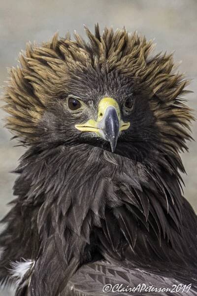 Shaimurat's eagle-4648 - Altai Nomads Travel
