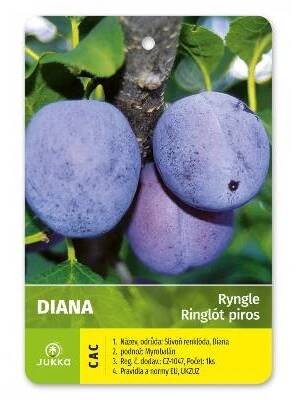 Ryngle DIANA