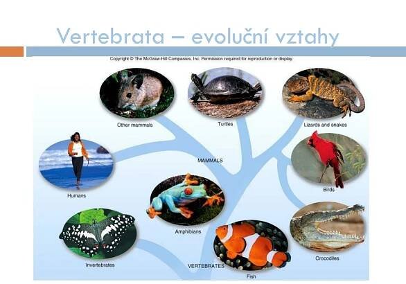 PPT - Obratlovci ( Vertebrata ) PowerPoint Presentation, free download - ID:5382720