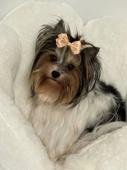 Biewer Yorkshire Terrier Dore-Mia - Home of Harmony Zucht für Biewer-, Biro-, Golddust-, Yorkshire Terrier