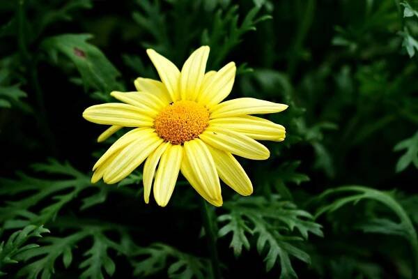 Květ, Krásné Květiny, Marguerite Daisy