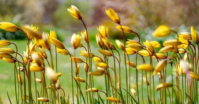 Vyndávání cibulí z půdy není nutné u všech tulipánů. Vyzkoušejte botanické druhy