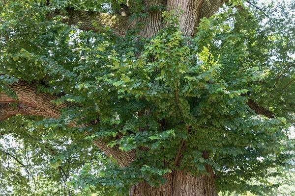 Discover 10 Different Elm Tree Species To Grow