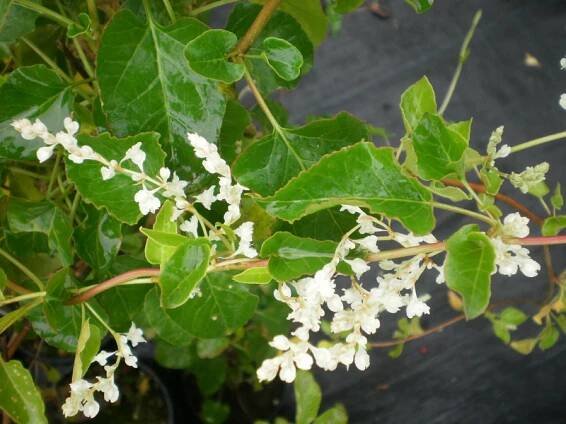 Fallopia aubertii