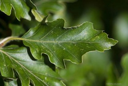 Buk lesní Quercifolia (Fagus sylvatica), listy