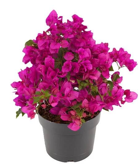 Royal Lemkes Bugenvilea (Bougainvillea) výška 35-40 cm, pr. cca 19 cm nakoupit u OBI