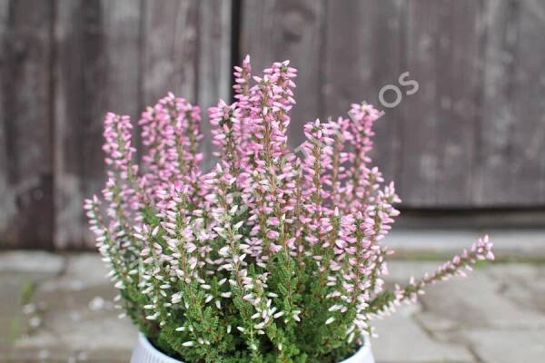 Vřes obecný 'Maggy' (Garden girls®) - Calluna vulgaris 'Maggy' (Garden girls®)