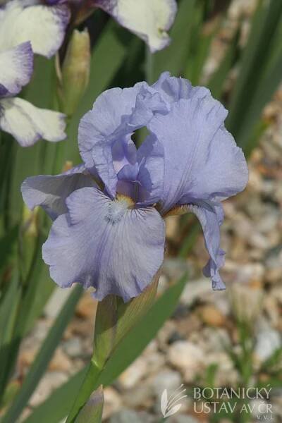Iris barbata media Blue Vision (3) | HORTIFOTO | Autoři | iBotky.cz
