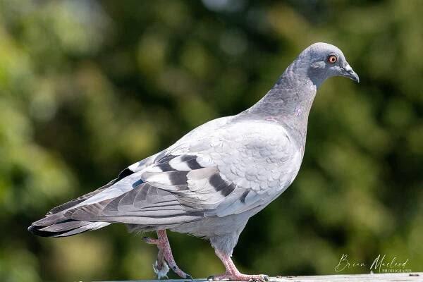 Brian Macleod Photography - Birds