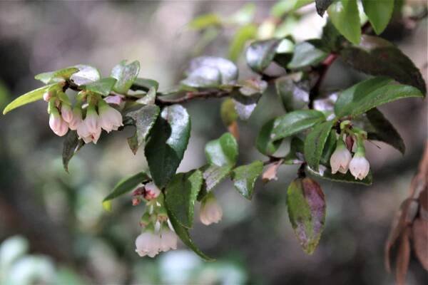 Pantoll Loop – Marin = Hike