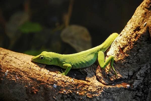 Anolis