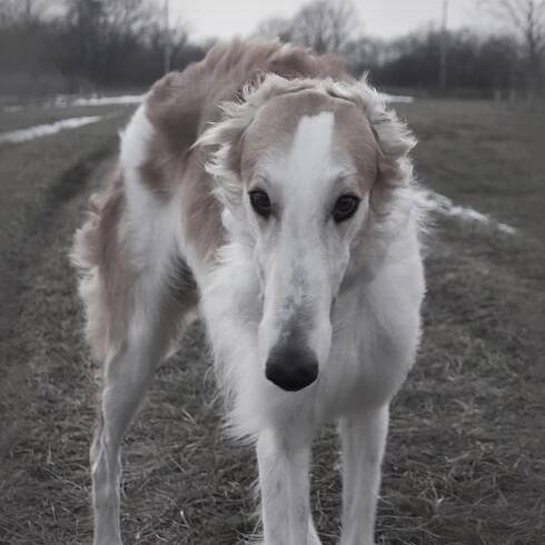 Barzoi, Pes, Chrt
