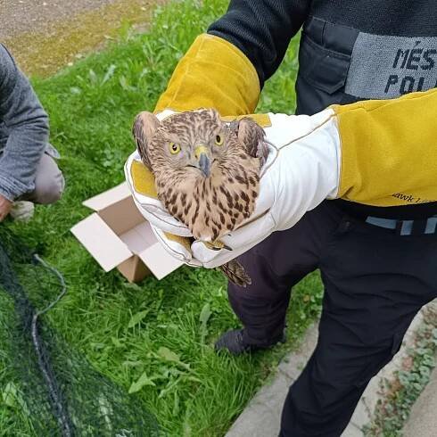 Pasíčka se ujala litomyšlských jestřábů. Jeden z nich vyžaduje speciální péči