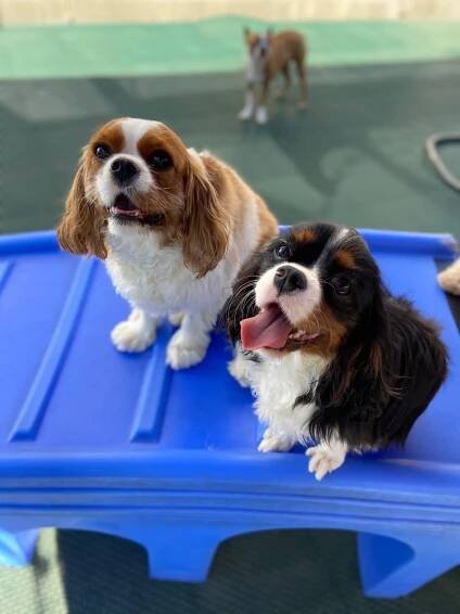 Houston Dog Daycare, Boarding, & Grooming | Dogs R Dogs 