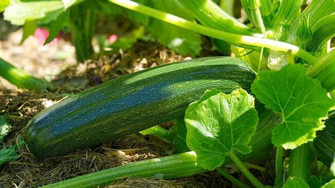 17 Easy Tips For Growing Zucchini Plants - House Digest