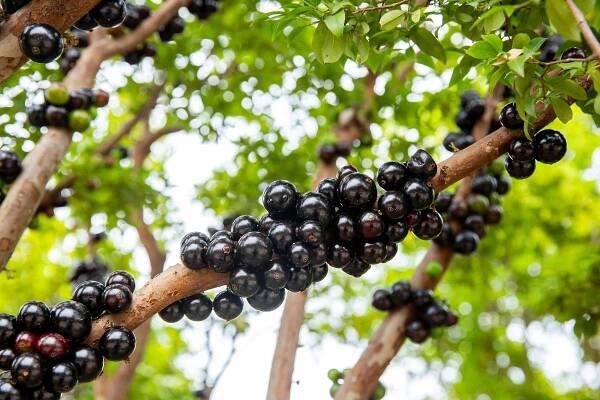 Kumquat, rambutan, jaboticaba: Méně známé exotické ovoce plné vitamínů - Jimeto.cz