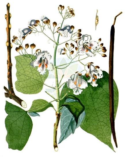 Catalpa bignonioides - Bignoniaceae,Plantae,Pteridobiotina,Angiosperms,Lamiales,Bignoniaceae,Catalpa,Catalpa bignonioides,Bignonia catalpa, Bignonia spectabilis, Bignonia triloba, Catalpa arborea, Catalpa bignonioides f. aurea, Catalpa bignonioides f. aurea, Catalpa bignonioides f. koehnei, Catalpa bignonioides f. koehnei, Catalpa bignonioides f. nana, Catalpa bignonioides f. nana, Catalpa bignonioides f. pulverulenta, Catalpa bignonioides f. pulverulenta, Catalpa bignonioides f. rehderi, Catalpa bignonioides f. variegata, Catalpa bignonioides f. variegata, Catalpa bignonioides var. aurea, Catalpa bignonioides var. nana, Catalpa bignonioides var. pulverulenta, Catalpa bignonioides var. variegata, Catalpa catalpa, Catalpa communis, Catalpa cordifolia, Catalpa pumila, Catalpa speciosa f. albovariegata, Catalpa speciosa f. pulverulenta, Catalpa speciosa var. albovariegata, Catalpa speciosa var. pulverulenta, Catalpa syringifolia, Catalpa syringifolia var. aurea, Catalpa syringifolia var. koehnei, Catalpa syringifolia var. nana, Catalpa syringifolia var. pulverulenta, Catalpa ternifolia, Catalpa tibetica, Catalpa umbraculifera, Catalpium amena,Gewöhnlicher Trompetenbaum;indian-bean-tree;common catalpa;indian bean;southern catalpa;Arbre aux haricots;Catalpa commun;Catalpa de Caroline;catalpa común;Catalpa;catalpa americana;albero dei sigari;moeras-eik;gewoone trompetboom;gewone trompetboom;groene trompetboom;catalpa;árvore-das-trombetas;катальпа бигнониевидная;katalpë;katalpa;trumpetträd;catalpa;katalpa;katalpa bignoniowa;surmia bignoniowa;surmia zwyczajna;アメリカキササゲ;amerika-kisasage;szívlevelű szivarfa;katalpa trubačovitá;katalpa trubačovitá;катальпа бігнонієвидна;бигнониева каталпа