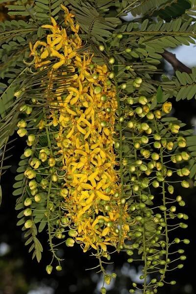 Cassia ferruginea