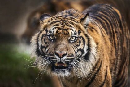 Počet tygrů v Nepálu se stabilizuje, útoky na lidi ale vyvolávají obavy - Fotografie '° Ilustrační fotografie. zdroj:istock.com '