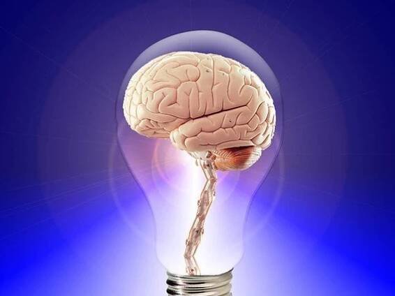 Human brain