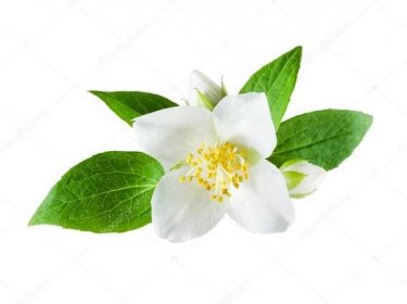 Jasmín květina na bílém pozadí