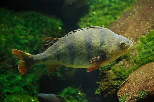 Hřbet evropský (Perca fluviatilis). Sladkovodní ryby. — Stock obrázek
