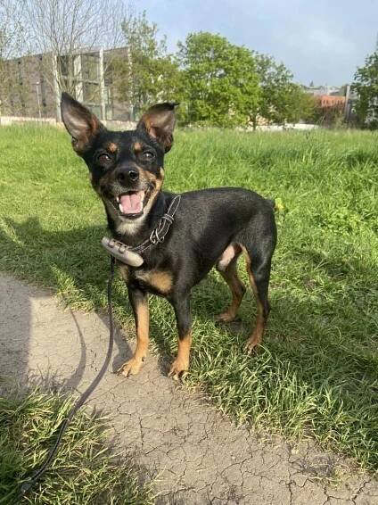 Enzo - adoptovaný