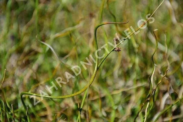 Sítina rozkladitá 'Twister' - Juncus effusus f. spiralis 'Twister'