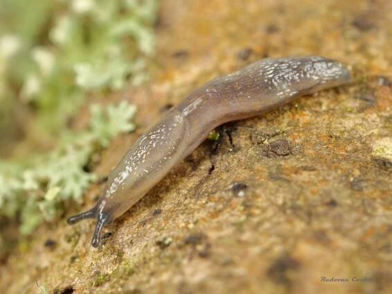 Arion silvaticus - plzák hajní | Arionidae - plzákovití | Natura Bohemica