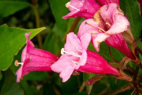 Vajgélie květnatá 'Rumba' - Weigela florida 'Rumba'