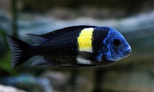 africké cichlidy tropheus tanganika