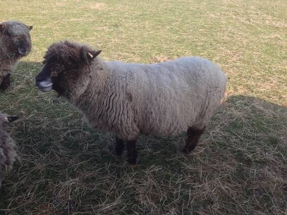 New Woods Farm - Pygmy Goats and Coloured Ryeland Sheep - 2015 Alpacas, Pygmy's & Sheep