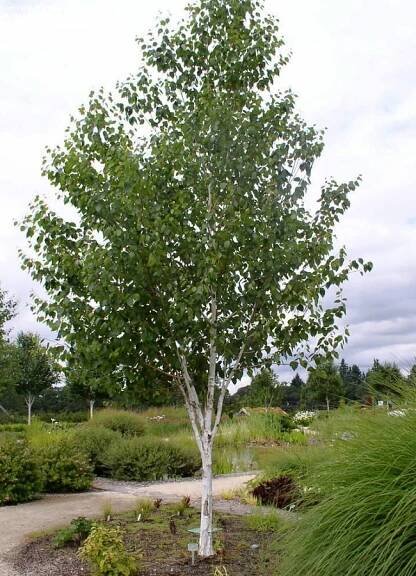 Betula jacquemontii (syn. Betula utilis var. jacquemontii ) | Betula - bříza |Zahradnictví Franc 