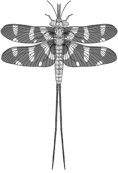 Palaeodictyoptera