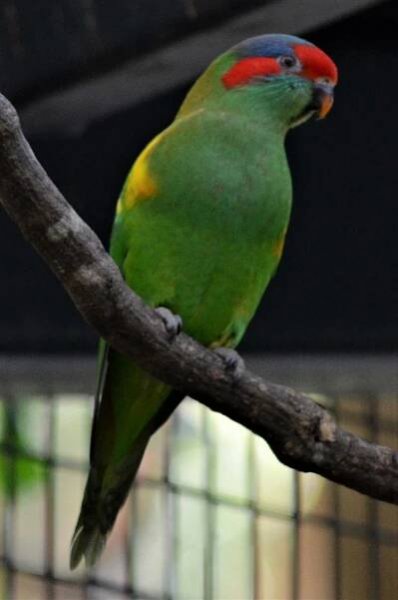 Fact Sheet: Australian Lorikeets