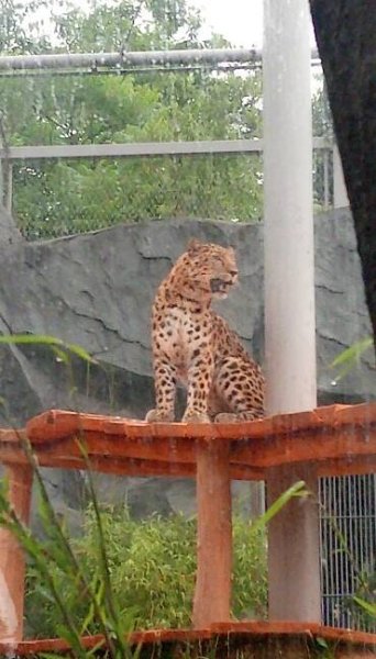 V olomoucké zoo bude brzy k vidění vzácný levhart