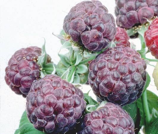 Raspberry 'Glen Coe' from Thompson & Morgan