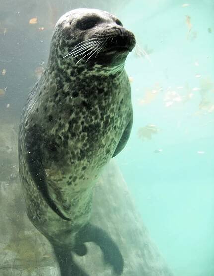 Tuleň obecný (Phoca vitulina)