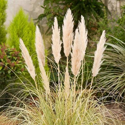 Grow by OBI Kortaderie dvoudomá (Cortaderia selloana) "Mini", pr. cca 17 cm nakoupit u OBI