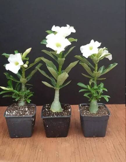 Bílá pouštní růže (Adenium Obesum): Živá rostlina na prodej, péče
