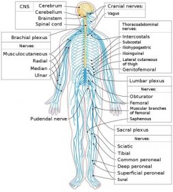 Peripheral nervous system - Wikipedia