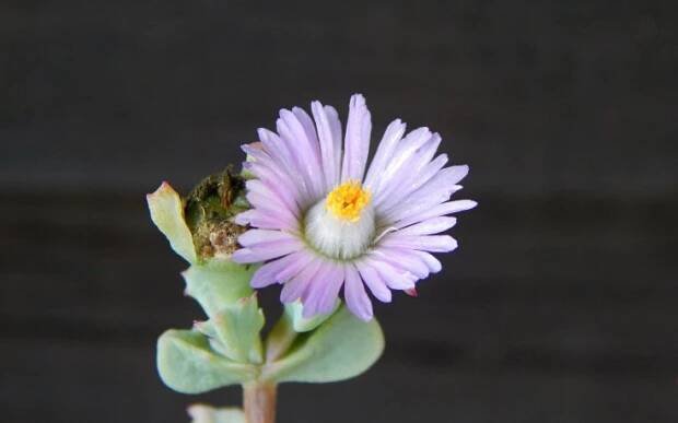 Oscularia deltoides