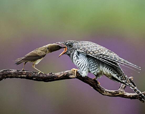 This Baby Bird Is a Mother’s Nightmare