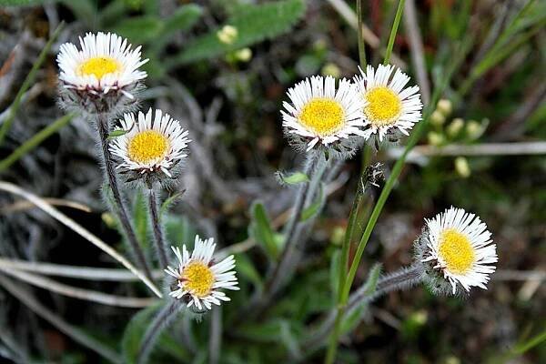 Erigeron