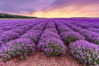 Lavender Field Beautiful Lavender Blooming Scented Flowers With Dramatic Sky