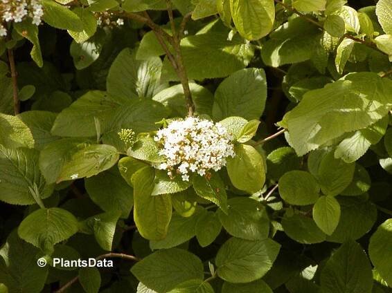 Kalina tušalaj - Viburnum lantana