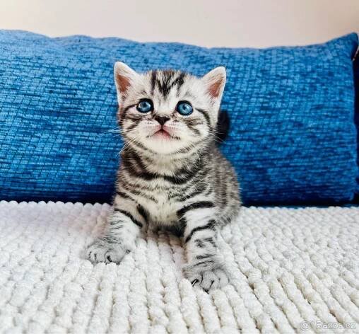 Britská "whiskas" koťátka s PP