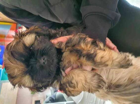 Prodej štěnat shih- tzu bez PP - foto 5