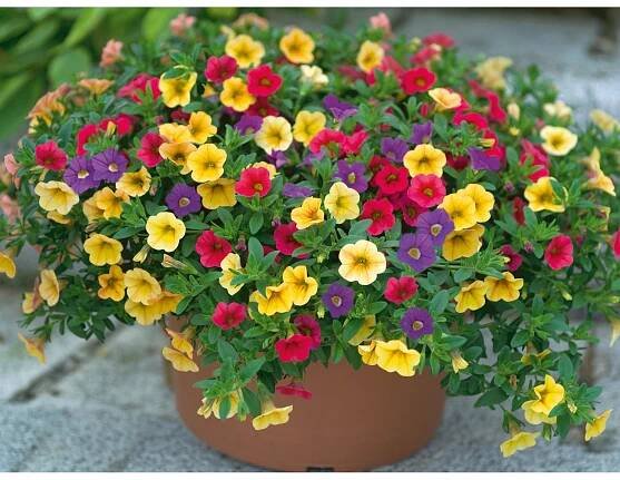 Kalibrachoa - Calibrachoa