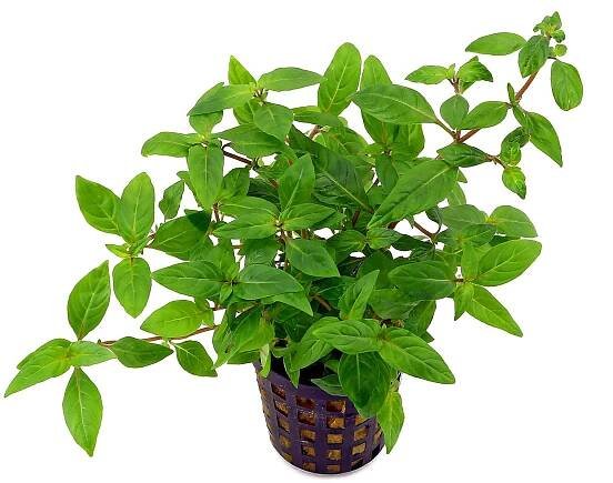 Aquarium - | Aquasabi | Aquasabi - Aquascaping Shop